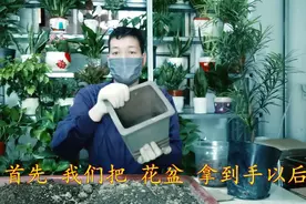 精养“单杆”独苗“罗汉松”！第三节课“栽植”技巧，干货视频封面