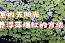 掌握这3个条件，室内鱼缸没有阳光浮萍也能轻松爆缸，乌龟吃不完视频封面