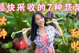 秋季种菜三部曲（一）：最快采收的7种蔬菜：秋种秋收视频封面