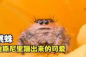 可以当宠物养的蜘蛛，跳蛛！可爱到爆炸视频封面