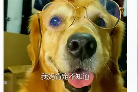 狗狗考试作弊骗妈妈～视频封面