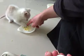 小奶猫第一次吃鸡蛋，护食的样子老霸道了，就像是一条恶犬