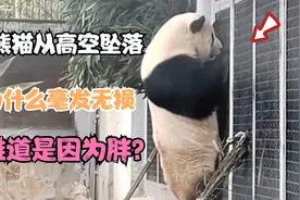 大熊猫从高空坠落，为什么毫发无损，难道是因为胖？视频封面