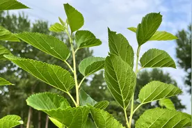 桑叶人称“神仙叶”，煮水3妙用，给家人收藏分享吧视频封面
