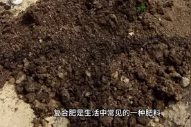 复合肥兑水好还是埋土好？视频封面