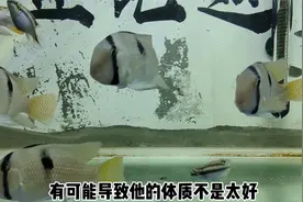 观赏鱼经常弯曲而死，可能是内寄造成，到底是撑死了还是饿死了？视频封面