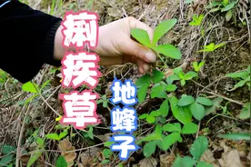 苗家大山这种草，老人腰疼爱用来泡酒，你有认识吗？视频封面