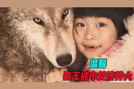 小女孩养大狼王已经过了4年，狼王也繁殖3代，小女孩当上了曾奶奶