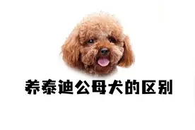 养泰迪公母犬的区别，只有体验过才知道！
