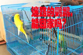 迷路的鹦鹉，能自己回家吗