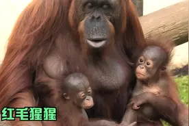 红毛猩猩生下两只幼崽，幸福一家人视频封面