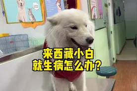 自驾游带上小白去西藏小白就生病，我也发烧几天了该怎么办才好？