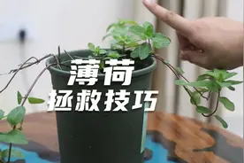 养死的薄荷不要扔，园艺师教你救活它，包括修剪浇水繁殖等技巧视频封面