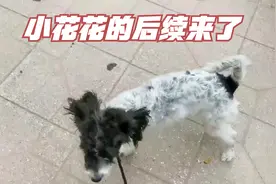 小花花的后续来了，领养人发过来的视频，被新主人宠成宝了。