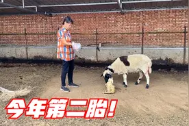 黑头羊迎来当年第二胎，护羔心切要顶主人？心疼孩子不知如何是好视频封面