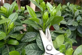 栀子花徒长，新芽要不要剪掉？视频封面