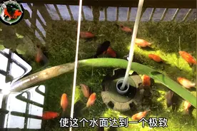 光照对水质和我金鱼的重要性，没有光照的鱼缸，必须配一盏鱼缸灯视频封面