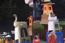 套圈摊上大鹅灵活晃头躲圈，看到最后店主狂喜，鹅：我玩的是命视频封面