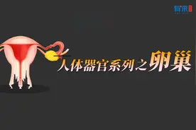 女性一生排出多少卵泡？卵子如何与精子结合？3分钟带你了解卵巢