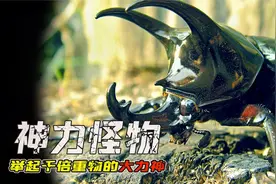 动物界的4个“大力士”，能举起比自己重1100倍的物体，太牛了！