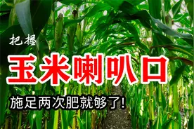 玉米喇叭口期是什么时候，抓住玉米追肥的关键期，事半功倍