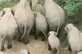 女子遭大象攻击去世 坟头还被大象踩平 原因是其丈夫曾射杀小象视频封面