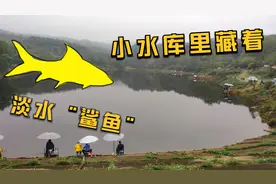 水库里令钓鱼人疯狂的鱼种，三指个头扯线呼呼响，下竿大呼过瘾！