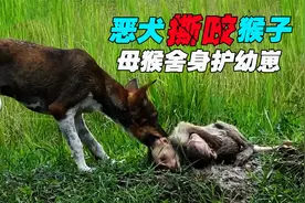 猴子与狗交锋，恶狗准备撕咬小猴，猴妈妈舍身保护小猴视频封面