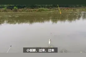 上海这条小野河，每次来都鱼获满满视频封面
