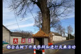 【访古探幽】第一古槐屹立路中间，来往车辆均绕道视频封面