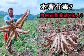 会毒死人的木薯，为何能养活8亿人，还成为了富人的美食？