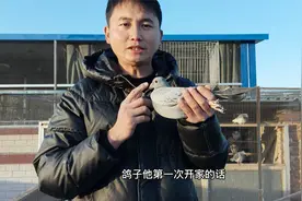 新买的鸽子到家怎么养才不会飞走？做到这三点，鸽子赶都赶不走视频封面