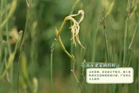 我们村：真讲究！黄花菜采摘要挑日子，早一点不行晚了更不行