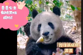 还记得日本回来的雪白的香香公主吗？已经成功融入挖煤工家族！视频封面