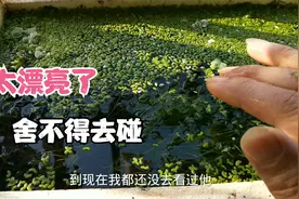 竹节草这样种长得太好了，绿油油的，浮萍也长得好快，准备福利了视频封面