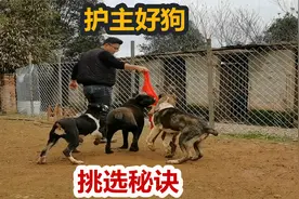 一群狗里面如何选出护主好狗，狗市老玩家，一把狗粮就可以视频封面