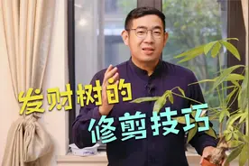 园艺师教你，发财树的实操修剪技巧视频封面