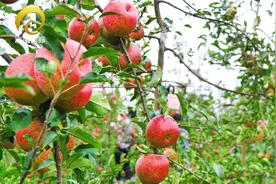 西山新视野 | 西山丰收季：果满枝头花满园 乡村振兴在路上视频封面