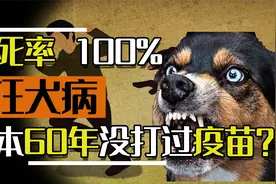 中国花百亿预防狂犬病，效果却是世界倒数，日本60年没出现过病例视频封面