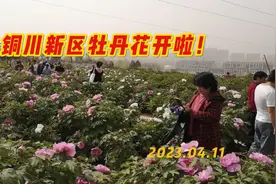 铜川新区牡丹花开啦，切莫错过观赏最佳时节！视频封面
