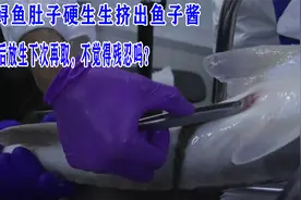 从鲟鱼肚子硬生生挤出鱼子，取完后放生下次再取，不觉得残忍吗？视频封面