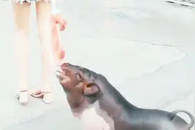 这世道，猪也是吃猪肉的视频封面