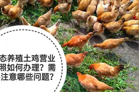 农村生态土鸡养殖如何办理营业执照？需注意哪些问题？视频封面