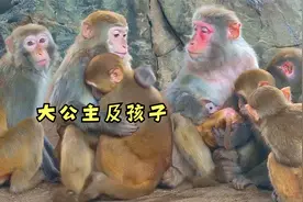 大公主的孩子跟小公主学，吵着闹着要吃妈妈的奶视频封面