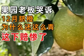 果园老板哭诉，12月了为什么脐橙皮还这么青，这下可赔惨了视频封面