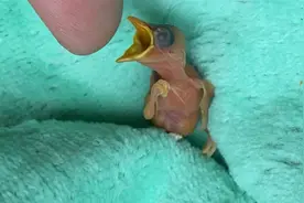 刚出壳的鸟宝宝是这样吃食的