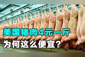 为什么美国的猪肉，一斤才卖4元？看完养殖加工过程就明白视频封面