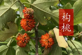 构桃被称为“天然肾宝”，能够补肾强筋骨，酷似杨梅口感好