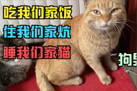 邻居家臭不要脸的橘猫，吃我家饭住我家炕，竟然还把我家猫睡了！