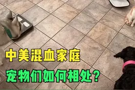 中美小混血家养了小奶猫，会被俩大狗吃掉吗？看看宠物如何相处视频封面